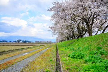 桜　満開　秋田県大仙市中仙