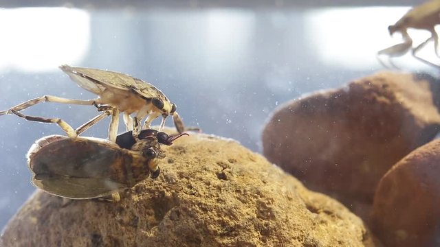 Giant Water Bugs In High Density Population Showing Agressive Behavior