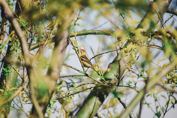 Yellow Wagtail (Motacilla Flava) on a branch