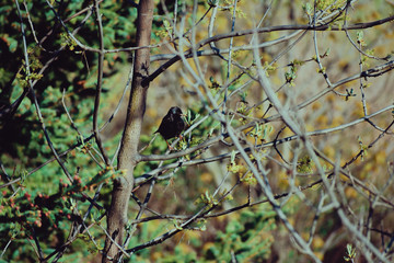 Blackbird sitting on a branch in Canada