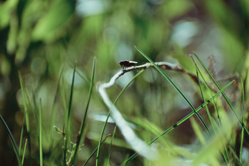 An ordinary fly sits on the green grass close-up with a blurry background