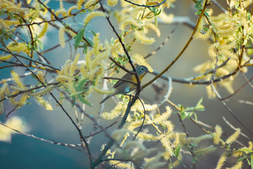 A colorful bird sitting  on a tree with yellow leaves