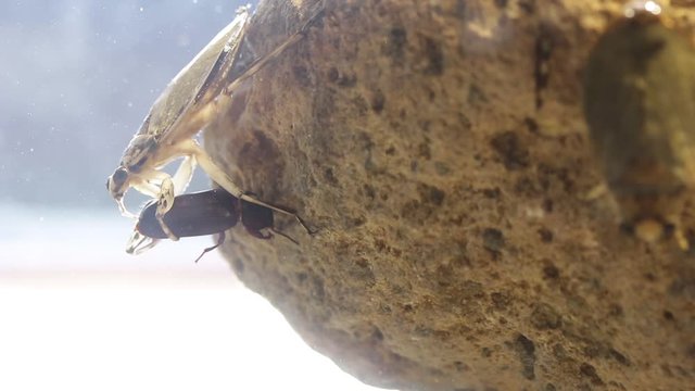Giant water bug juvenile eating mealworm beetle