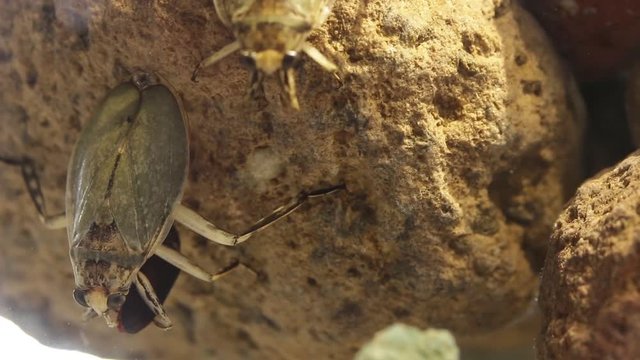Giant water bug juvenile eating mealworm beetle