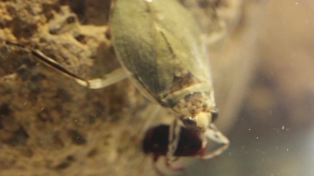 Giant water bug juvenile eating mealworm beetle