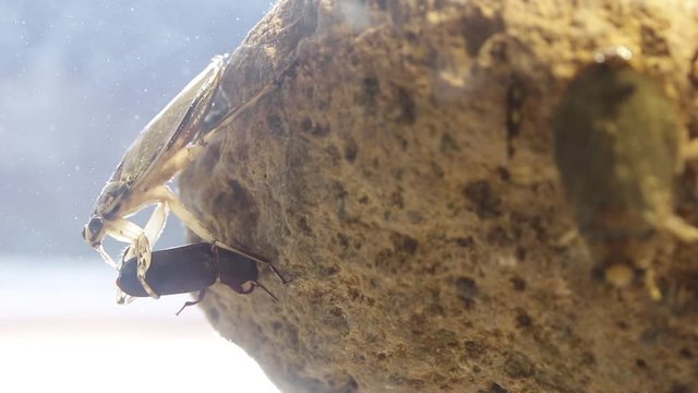 Giant water bug juvenile eating mealworm beetle