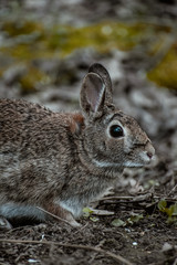 A little brown rabbit on the grassland in summer 