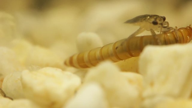 Giant water bug juvenile eating mealworm larva