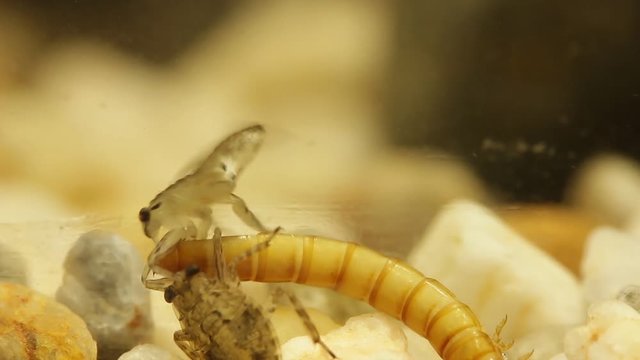 Giant water bug juvenile eating mealworm larva