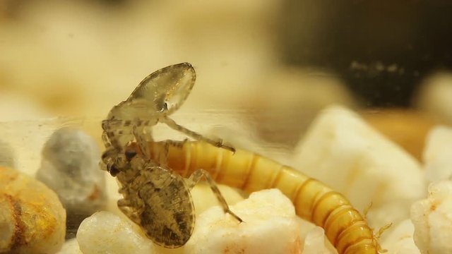 Giant water bug juvenile eating mealworm larva