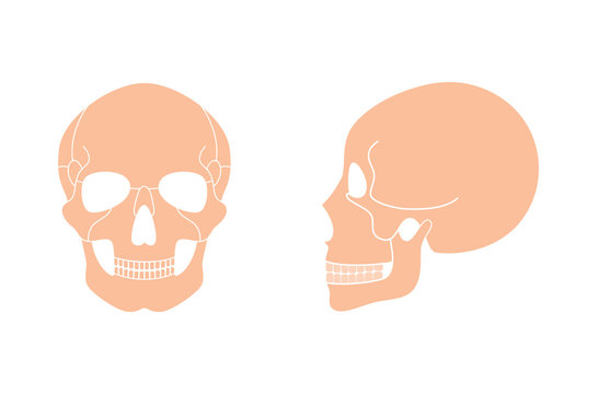 Human skull anatomy.