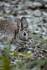 A little brown rabbit on the grassland in summer 