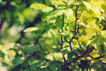 Fototapeta na wymiar Fresh fruits on tree branches in spring sunny day.