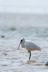 Black-faced Spoonbill at waterland in shenzhen,china.