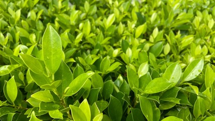 Green Leaves background