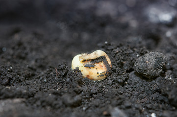 corn germination