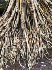 dry tree roots