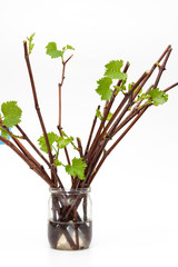 Isolated rooted grapevine cuttings with green young leaves on a white background. The process of growing vines at home.