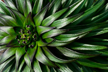 花のつぼみと葉