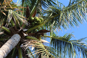 coconut palm tree