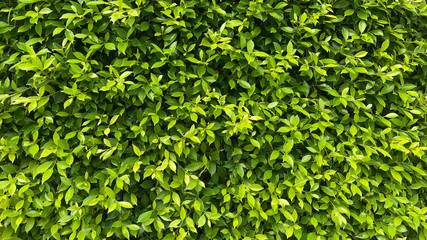 Green Leaves background