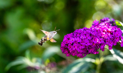 Beautiful Hummingbird hanging around a magenta flower!!!