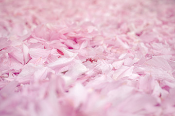 Cherry blossom petals texture. Pink flowers petals covering the ground. Perspective view. Close up, focus in center. Soft foreground and background. Wedding concept or party celebration decoration.