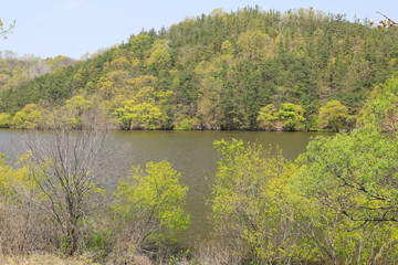 봄날 호수가의 아름다운 풍경