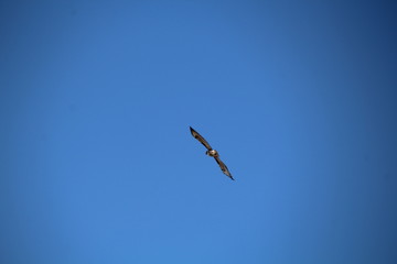 Hawk In The Sky, Pylypow Wetlands, Edmonton, Alberta