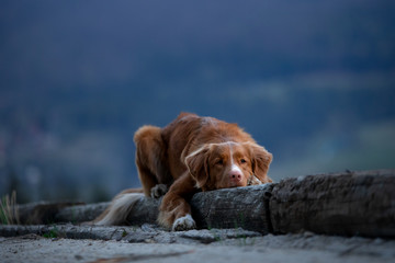 hiking with a dog. Nova Scotia Duck Tolling Retriever in the mountains, in the valley