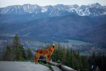 hiking with a dog. Nova Scotia Duck Tolling Retriever in the mountains, in the valley