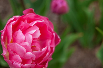Close up of a pink tulip