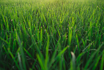 Obraz premium Green rice paddies with dew drops in the morning