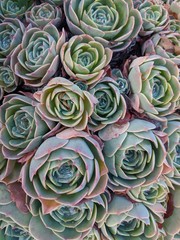 Pink and Green Succulents 2