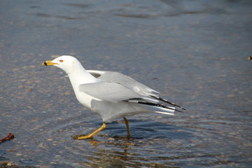 Seagull On Water, William Hawrelak Park, Edmonton, Alberta