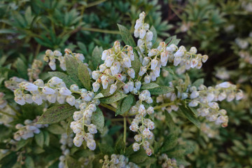 Pieris japonica, the Japanese andromeda or Japanese pieris, is a plant in the family Ericaceae. It is native to eastern China, Taiwan, and Japan where it grows in mountain thickets.
