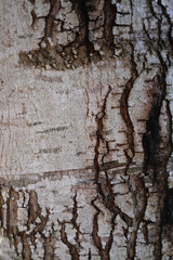old tree bark skin texture.