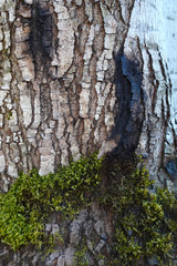 old tree bark skin texture.