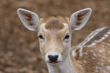Portrait of young fallow deer in an autumn forest
