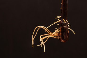 Rooted grape cuttings on a dark blurry background. The process of growing vines.