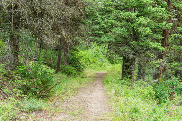 Obraz premium the path as it leads into the woods tall green trees light shining hiking trail.