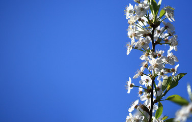 Blooming cherry tree in the garden. Cherry flowers close up.A bouquet flowers. Floral collage. Flower composition. Nature.