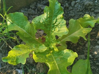 Lettuce in the garden - salad bowl, beet greens and many other healthy green leaves growing in the natural farm.