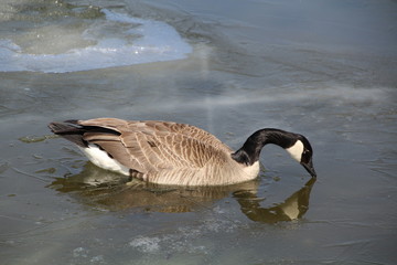 Goose Grazing On Water, William Hawrelak Park, Edmonton, Alberta