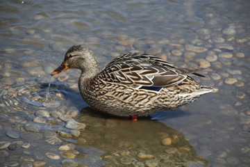 Mallard In The Water, William Hawrelak Park, Edmonton, Alberta
