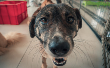 Sad dog in shelter waiting to be rescued and adopted to new home. Shelter for animals concept