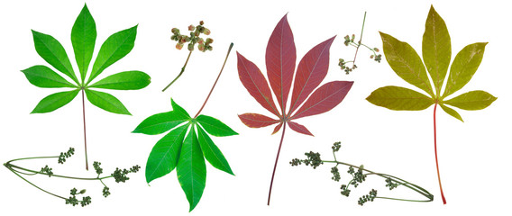 Beautiful Cassava leaf on white background