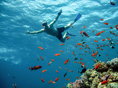 Young man snorkeling underwater,red sea , Egypt .

