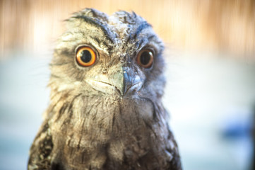portrait of a Flogmouth