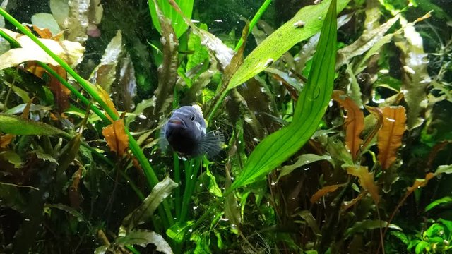 Auratus African Cichlid feeding on tropical flakes in live planted aquarium